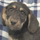 0 Black and tan male #1