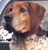 1 Bluetick